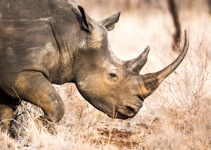 Walking with Rhinos at Thanda Safari, South Africa