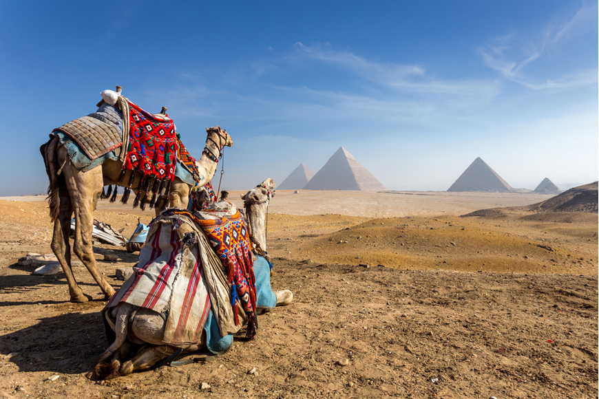 camels staring at pyramids in Egypt.