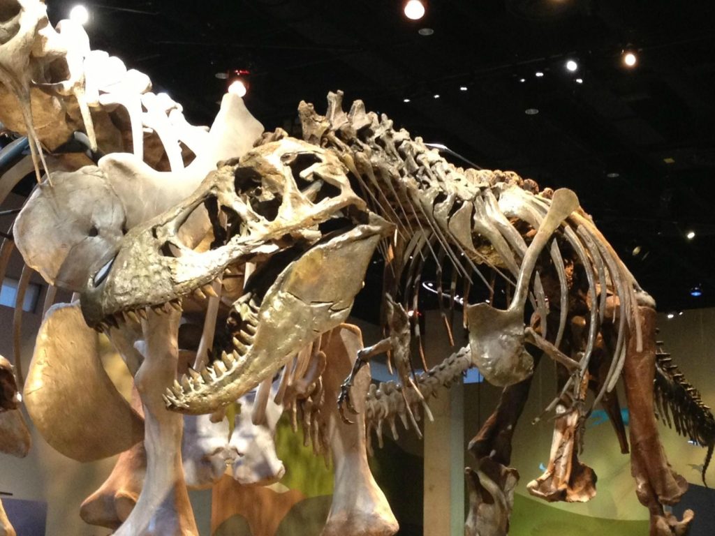 Perot museum of nature and science