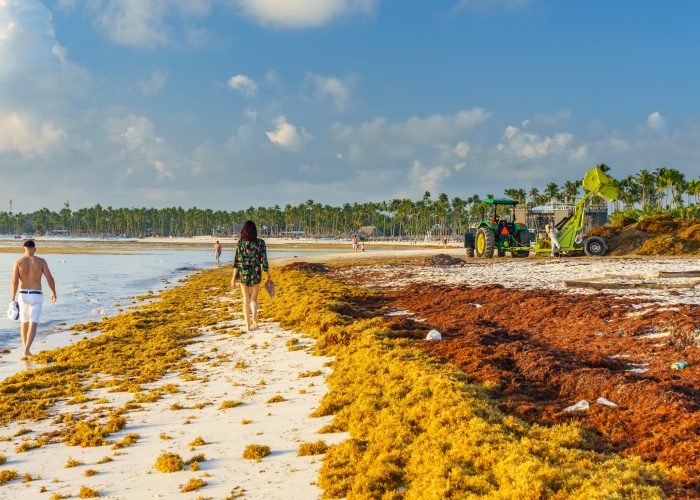 Sargassum Seaweed Invades Caribbean, Florida, and Mexico Beaches