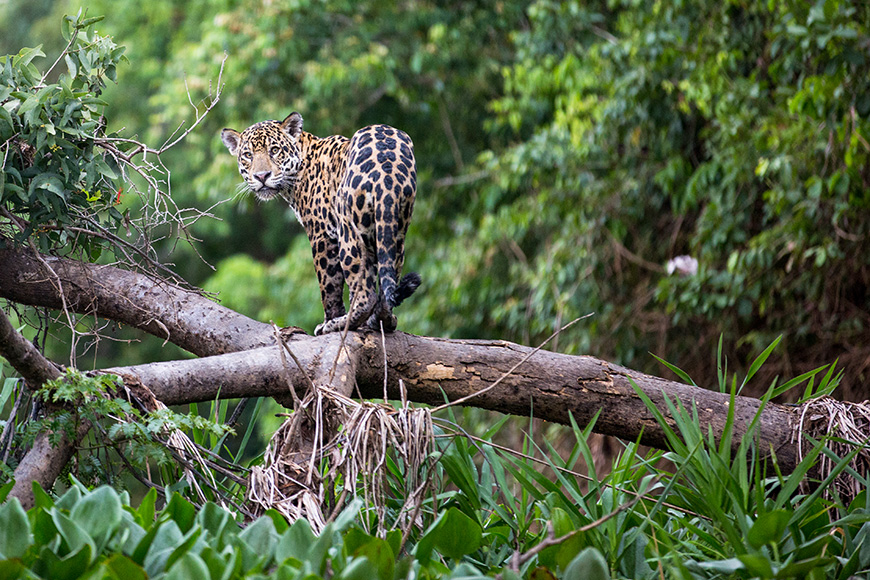Jaguar in the Pantanal 