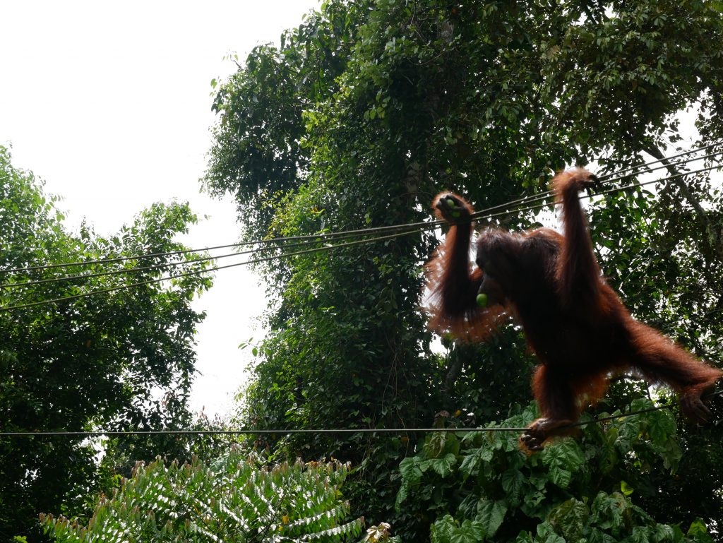 orangutan walking in borneo jungle