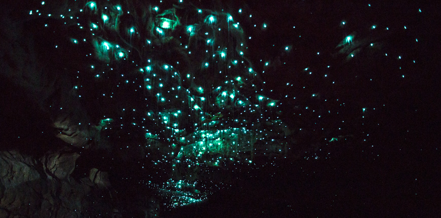 Waitomo glowworm caves