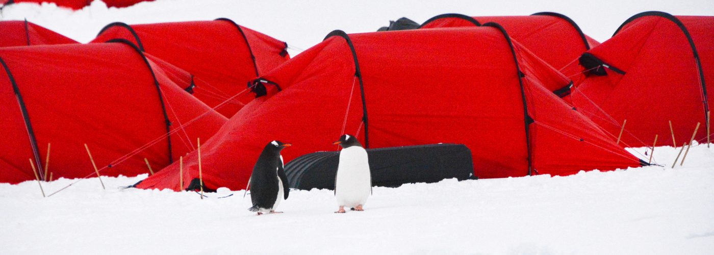 Penguins standing outside tents in Antarctica