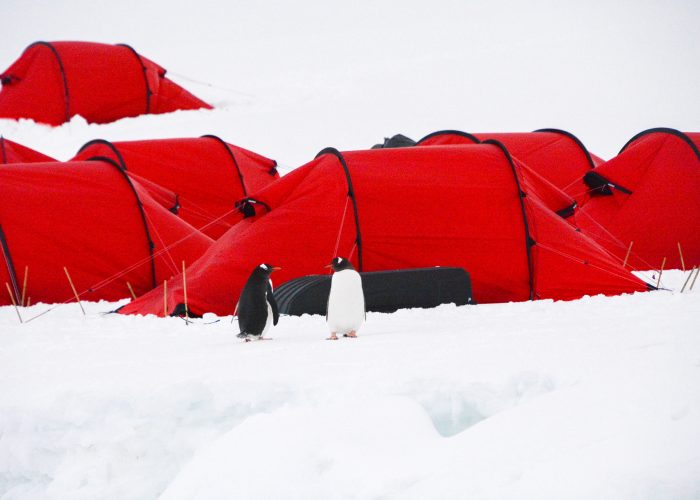 Penguins standing outside tents in Antarctica