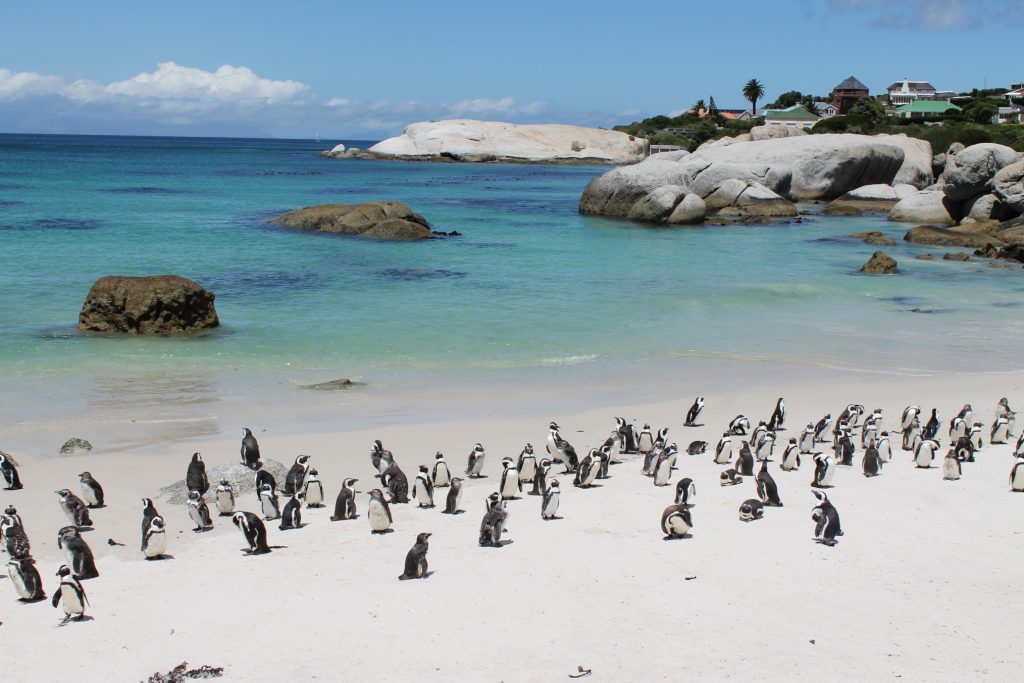 african-penguin-colony-boulders-beach-simons-town-south-africa