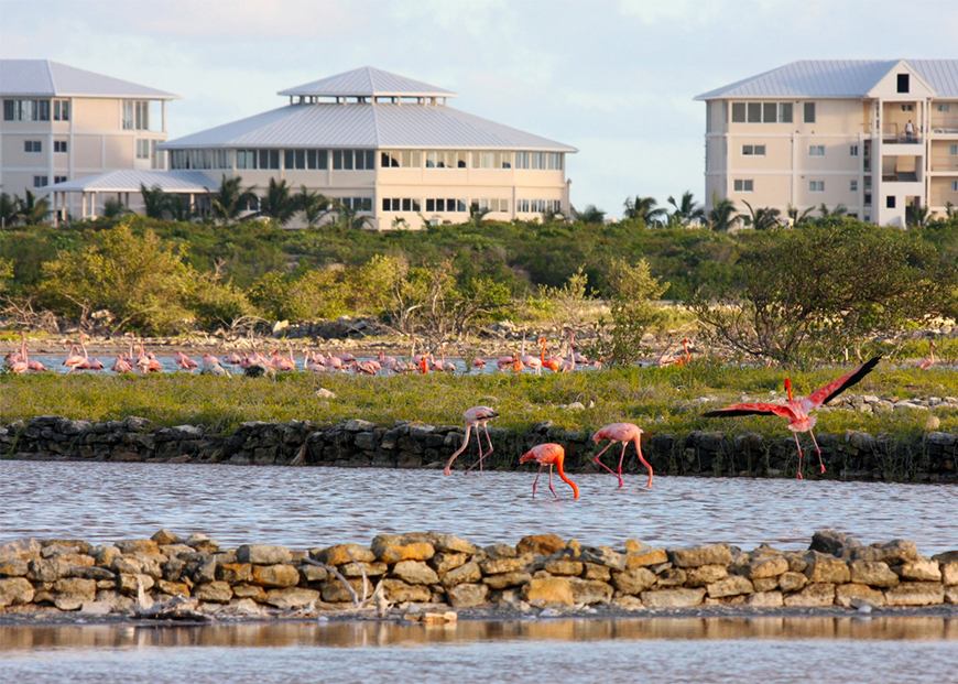 east bay resort flamingos