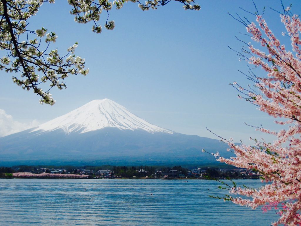 mt-fuji-with-omnipresent-cherry-blossoms-around