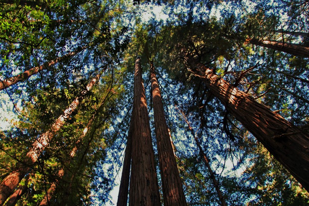 muir-woods-redwood-trees-aerial