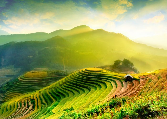 Terraced rice fields in YenBai, Vietnam