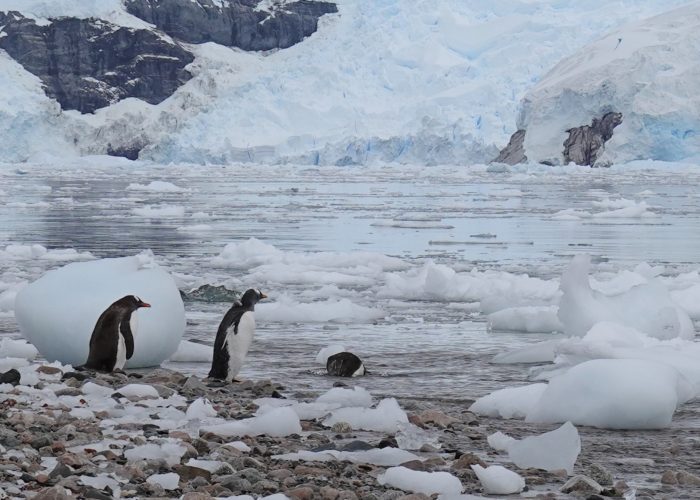 Antarctica Penguins and Ice