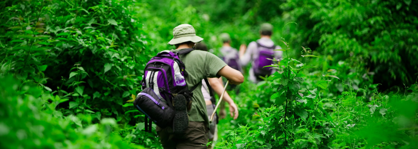 Three hikers trekking through thick, green forest growth