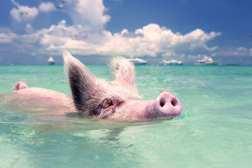 pigs swimming in big major cay staniels the bahamas