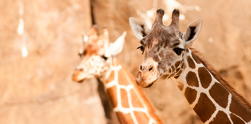 giraffes at philadelphia zoo.