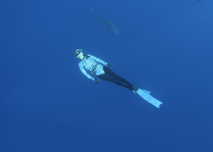 marine biologist swimming with sharks.