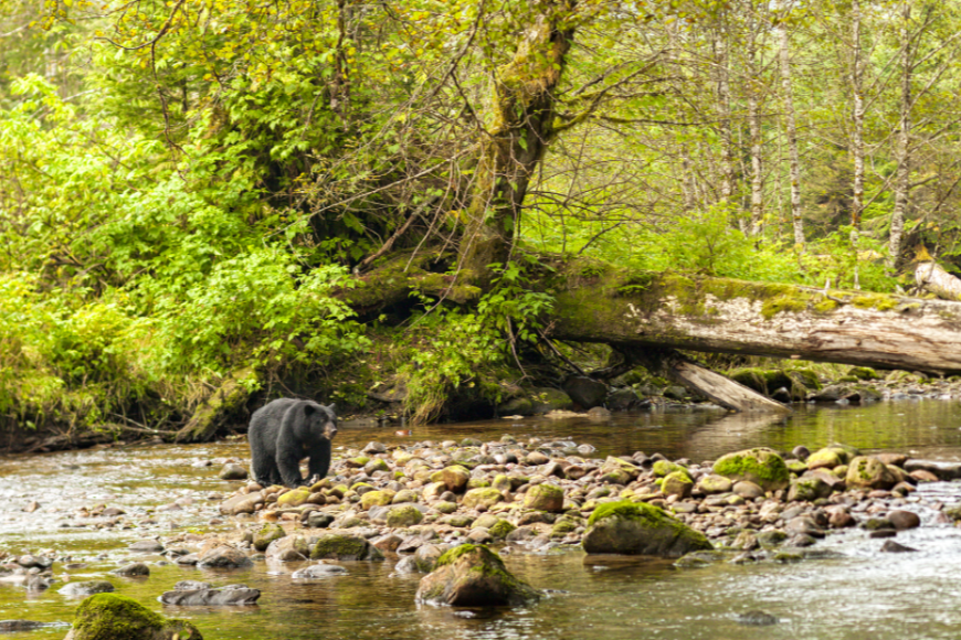 black bear in great rainforest canada