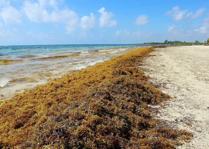 Piles of sargassum seaweed on the-Beach in Costa Maya Mexico.