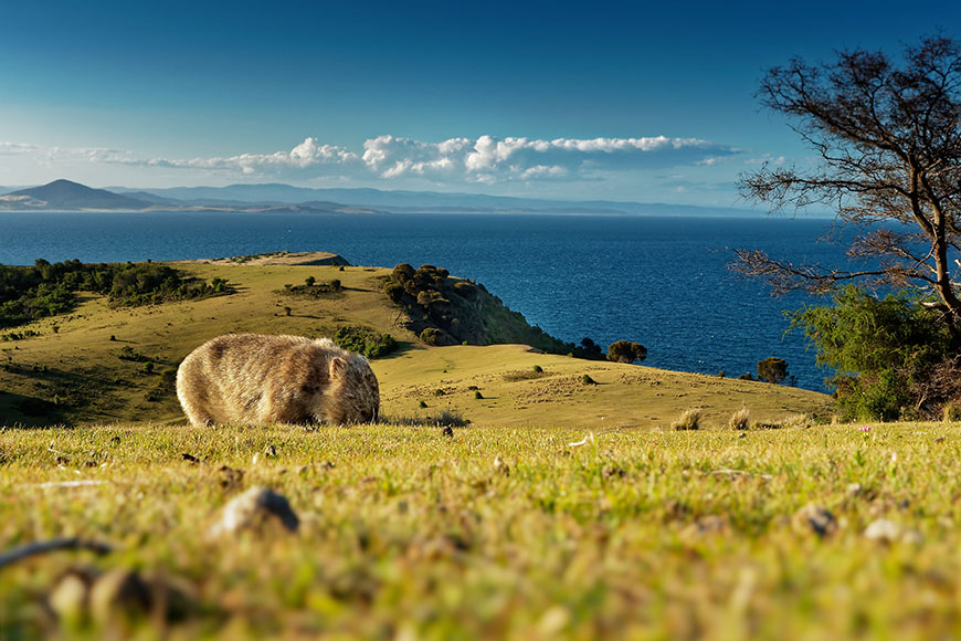 wombat on maria island tasmania.