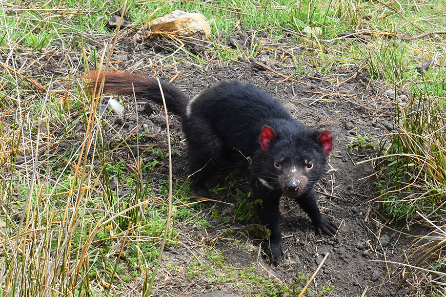 tasmanian devil maria island tasmania.