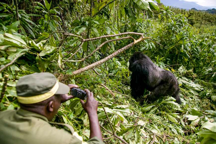 Rwanda primate adventure: mountain travel sobek