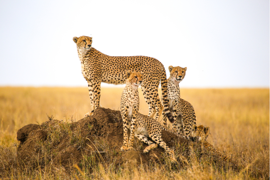 cheetahs on the serengeti national park tanzania.