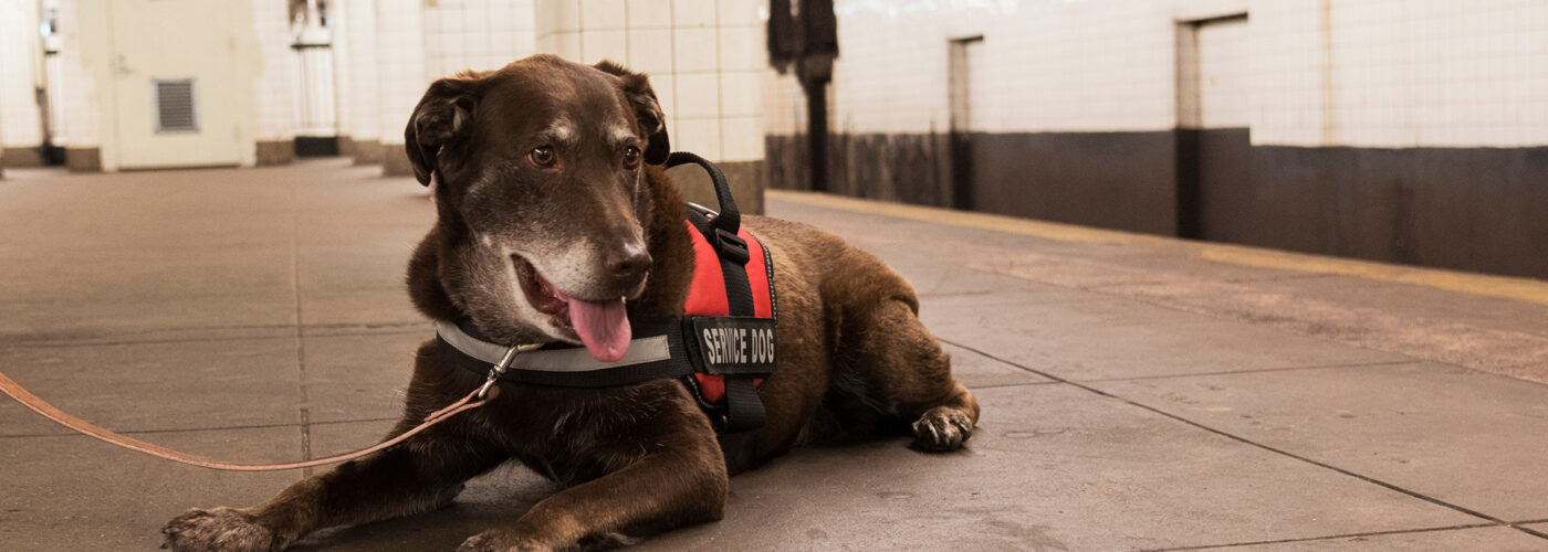 service dog on subway platform.