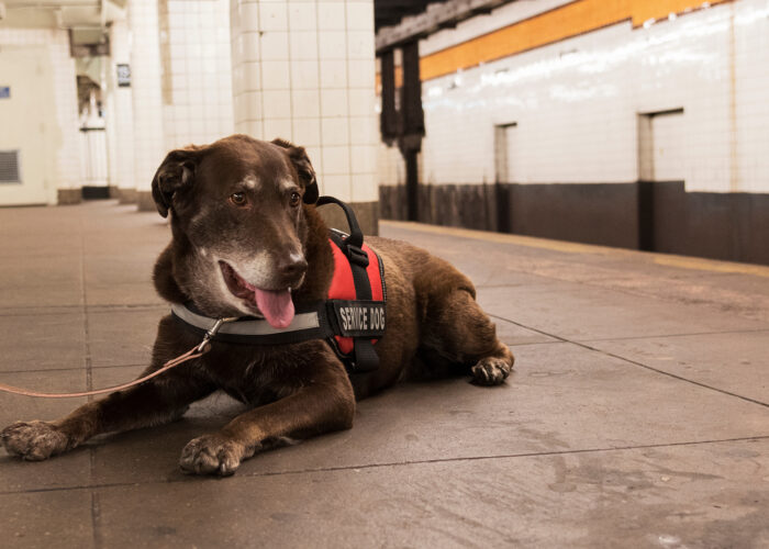 service dog on subway platform.