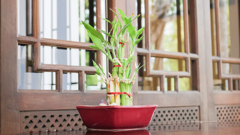 Bamboo in red pot.