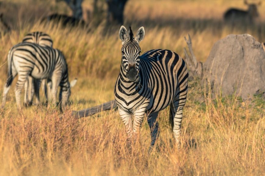 zebras botswana okavango delta khwai.