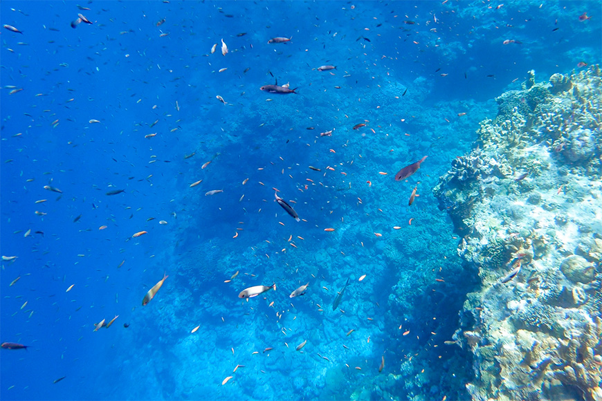 swimming with fish scuba diving
