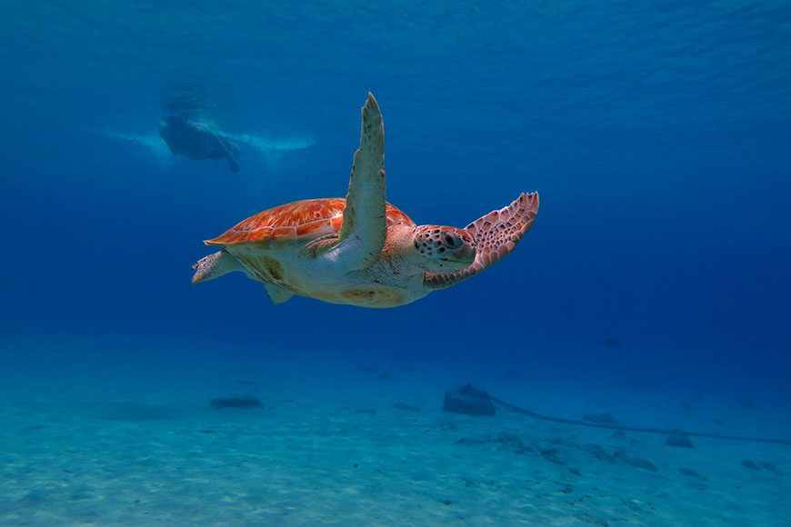 sea turtle and snorkeler in aruba.