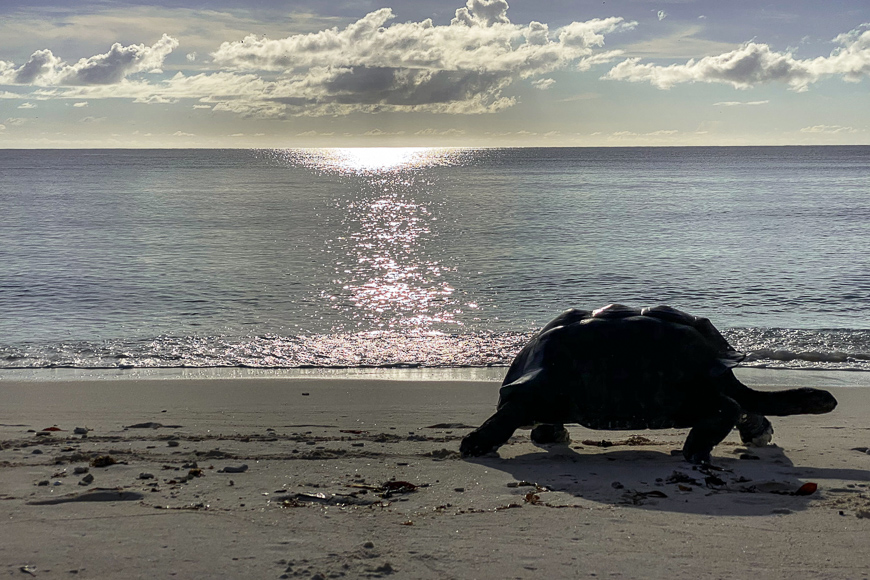 turtle walks along the beach