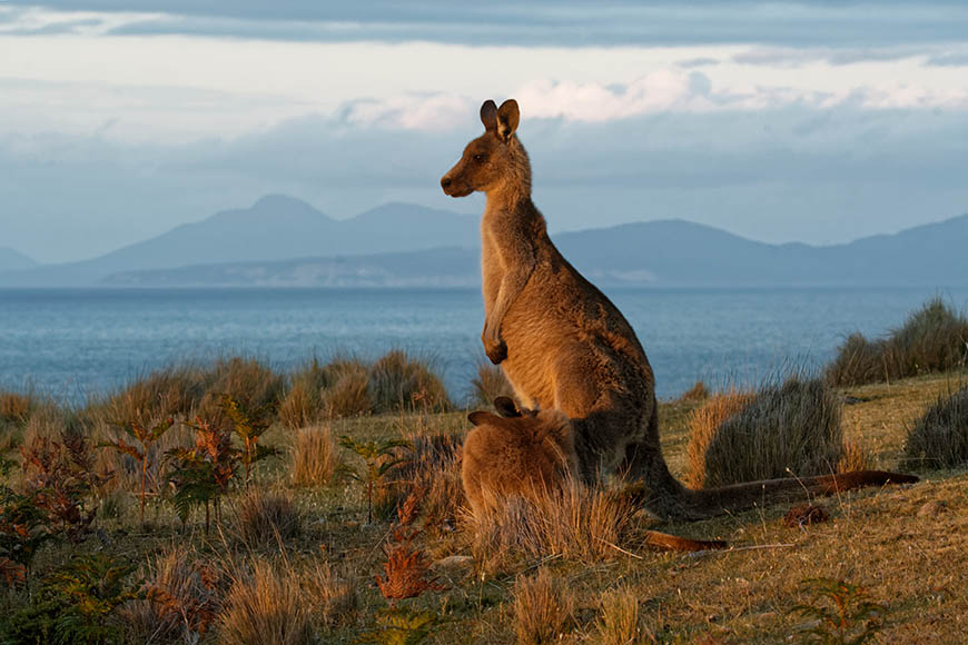 kangaroo on maria island tasmania.