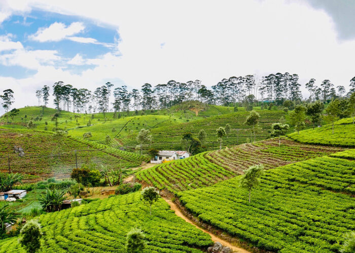 Haputale Tea Country Sri Lanka