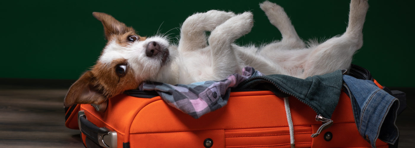 Jack Russell Terrier laying in orange suitcase