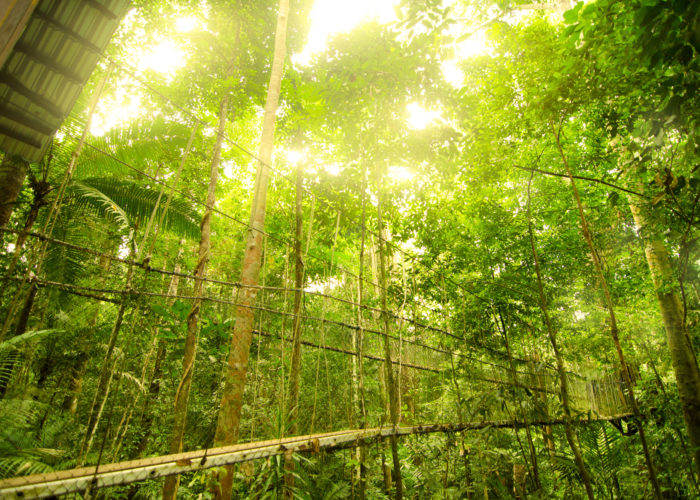 Canopy bridge in Taman Negara, Malaysia
