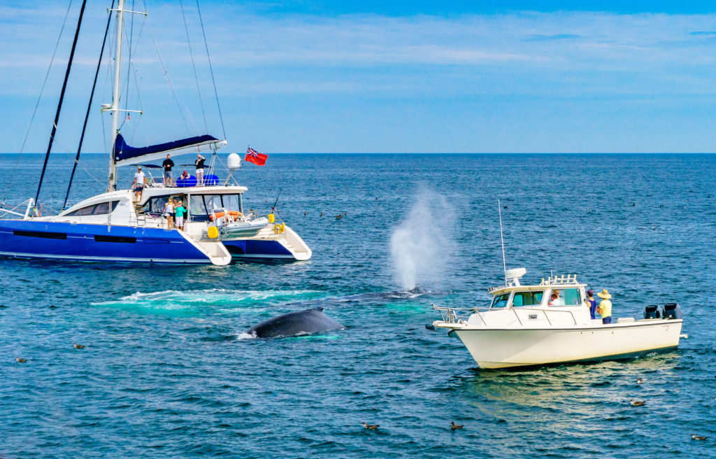 Whale breaching between two boats off the coast of Provincetown, Massachusetts