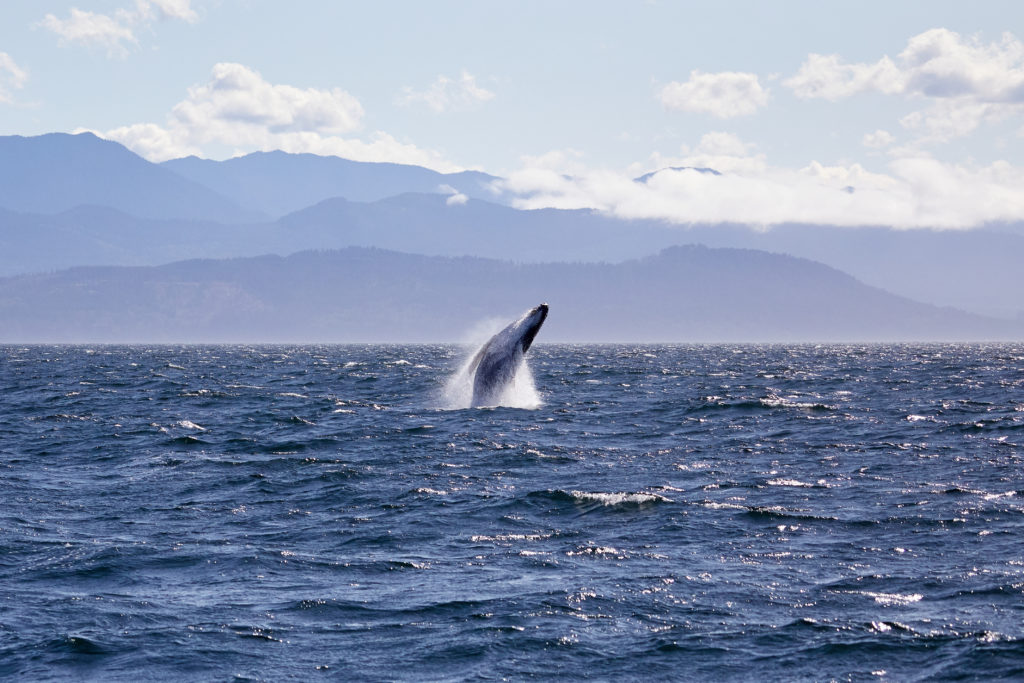 Humpback whale breaching near the San Juan Islands