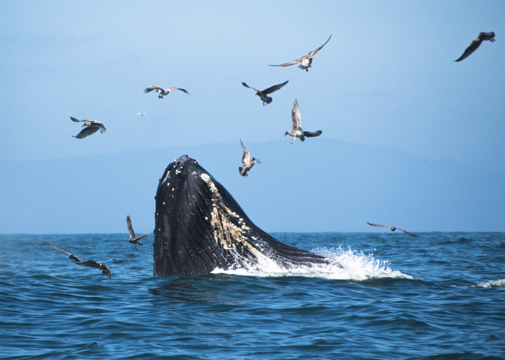 Whale breaching among flock of birds off coast of Monterey, California