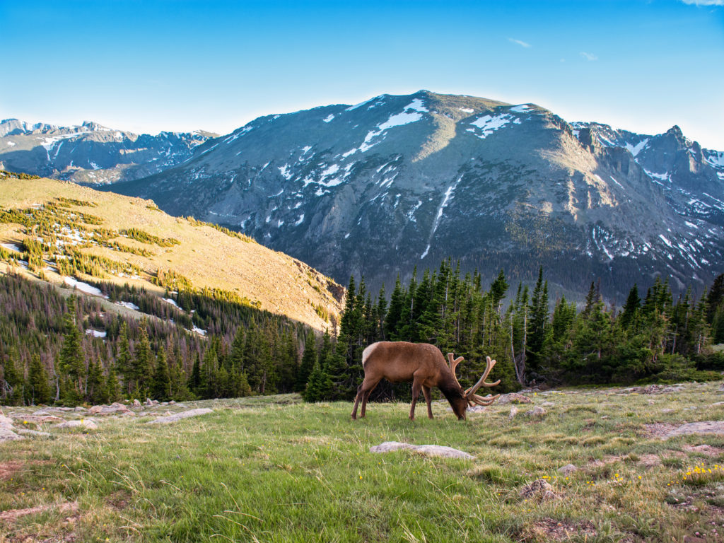 Elk grazing in Rocky Mountain National Park