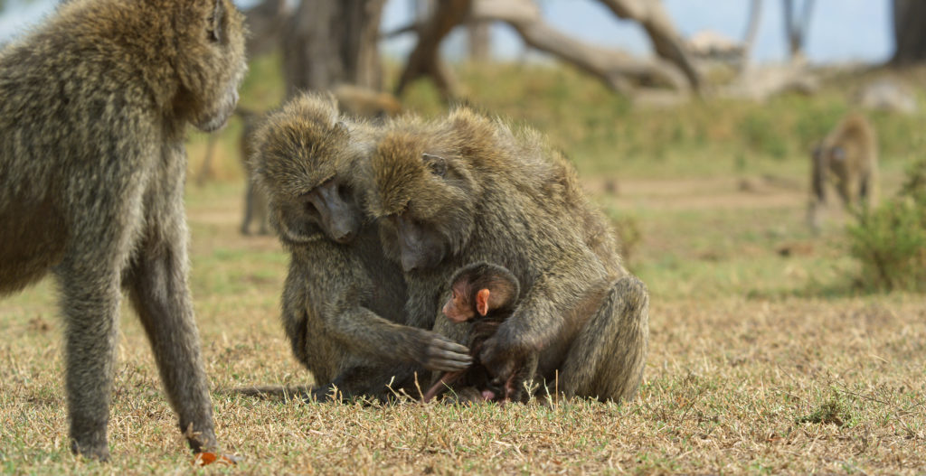 A family of baboons in the Serengeti