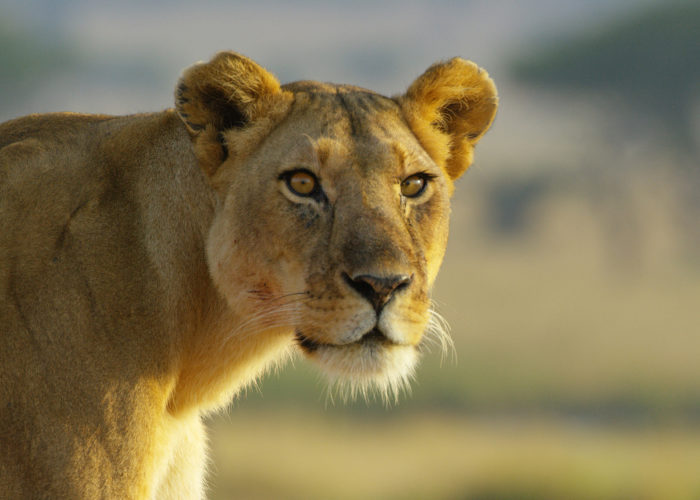 Lioness looking at the camera