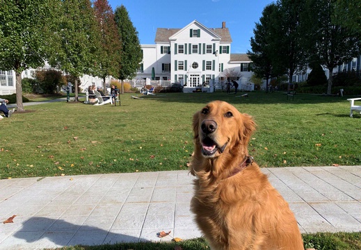 Golden Retriever dog at The Equinox Golf Resort and Spa