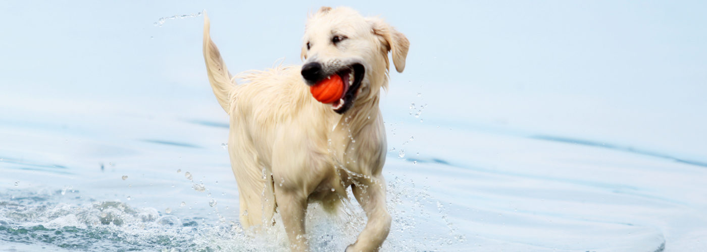 Two white dogs playing in the ocean at the beach