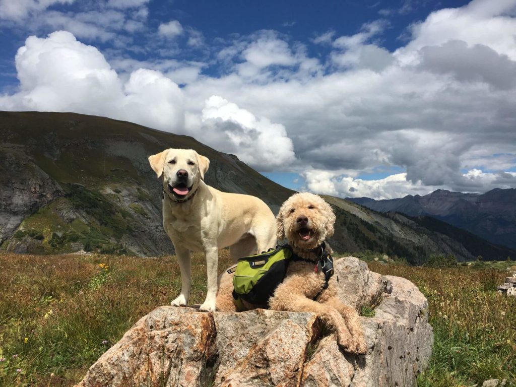 Two dogs enjoying a hike near the Lumiere with Inspirato hotel