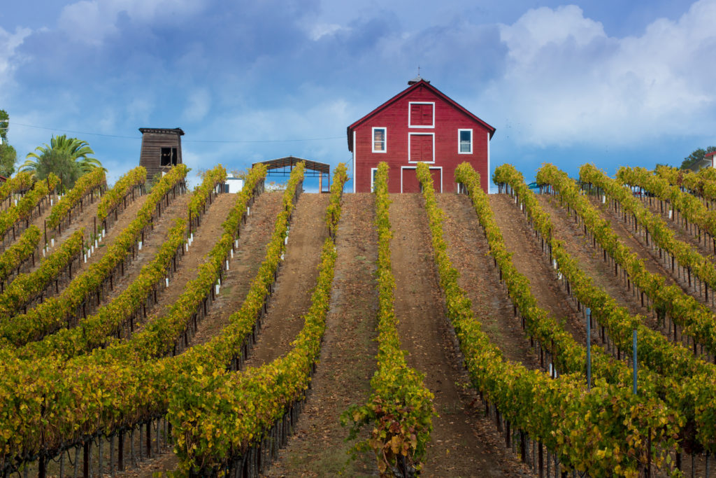 Vineyard in Healdsburg, California