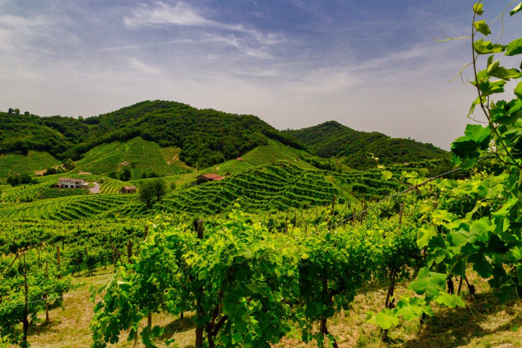 Conegliano-Valdobbiadene Superiore Prosecco wine making area of Italy