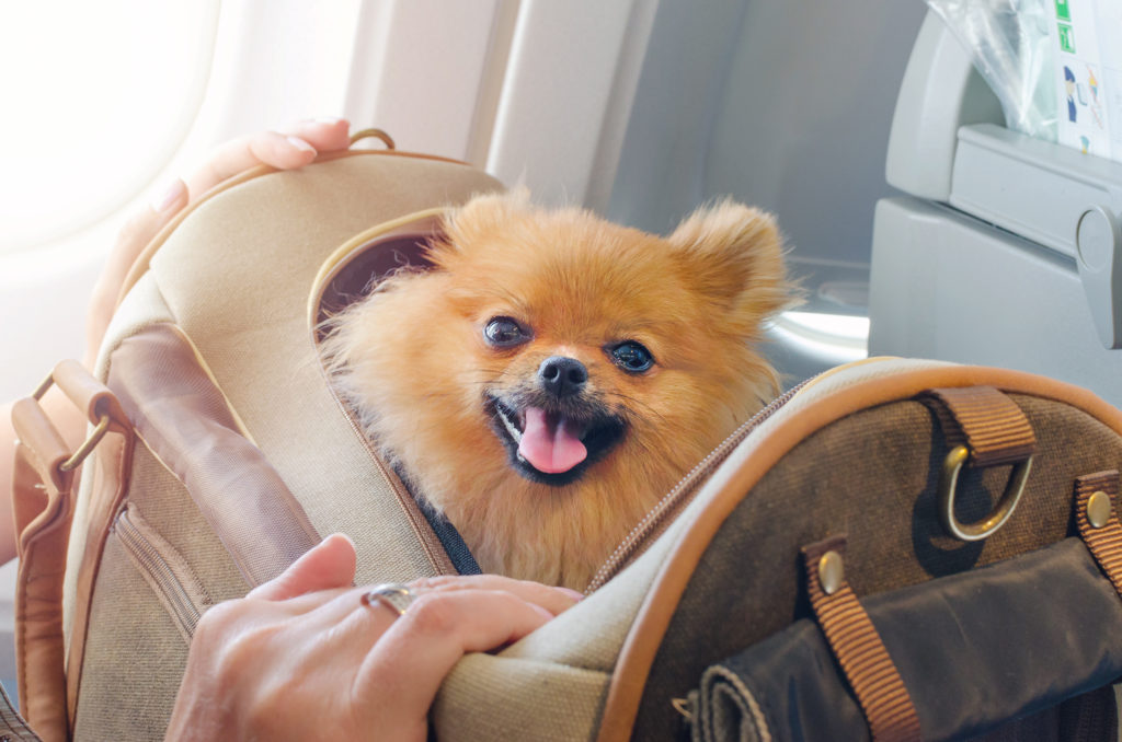 Pomeranian in a dog carrier on a plane