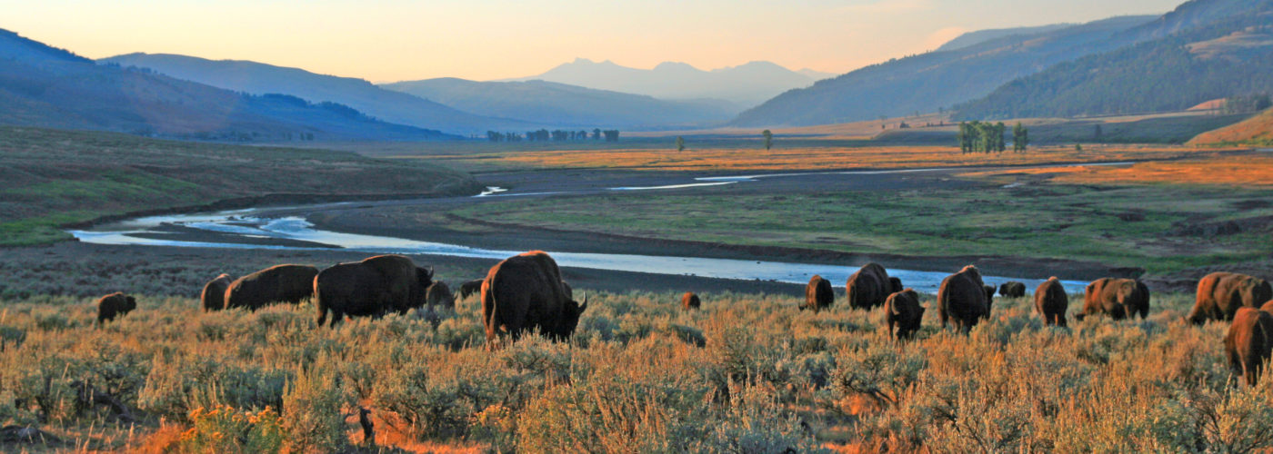 Herd of buffalo in the Lamar Valley in Yellowstone National Park