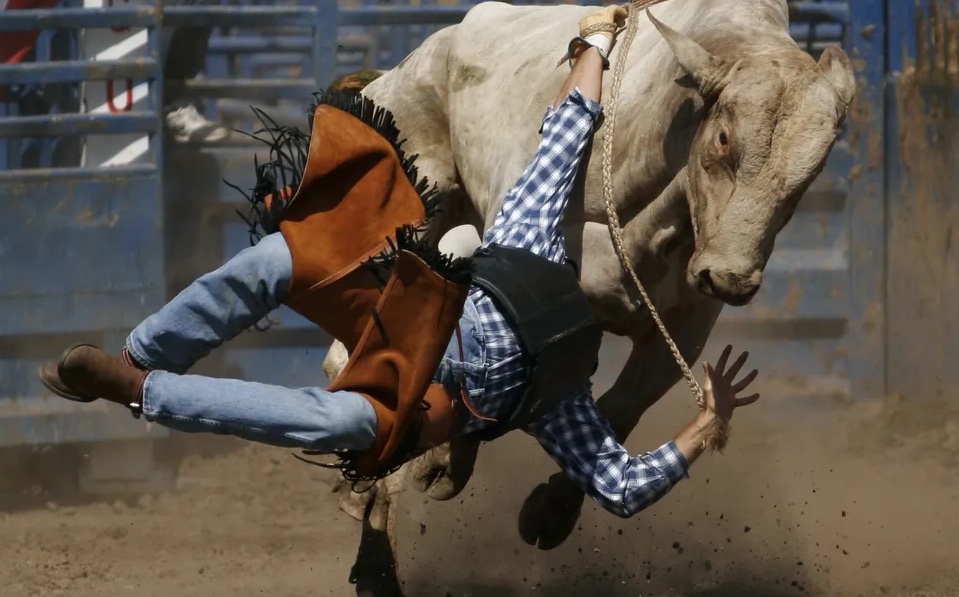 Man falling off bull in rodeo